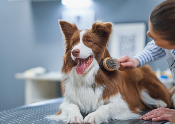 Large Dog - Hair Cut
