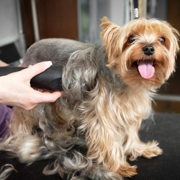 Medium Dog - Hair Cut