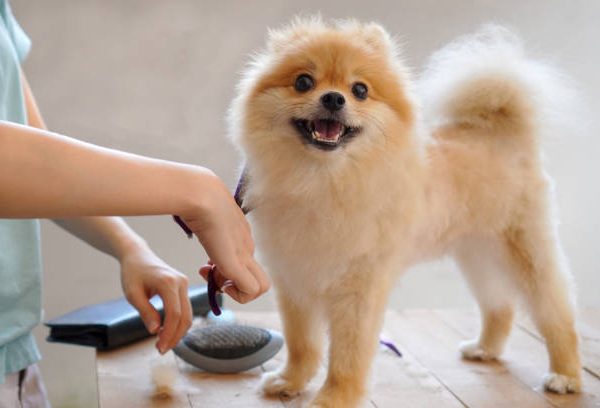 Small & Medium Dog Hair Trimming